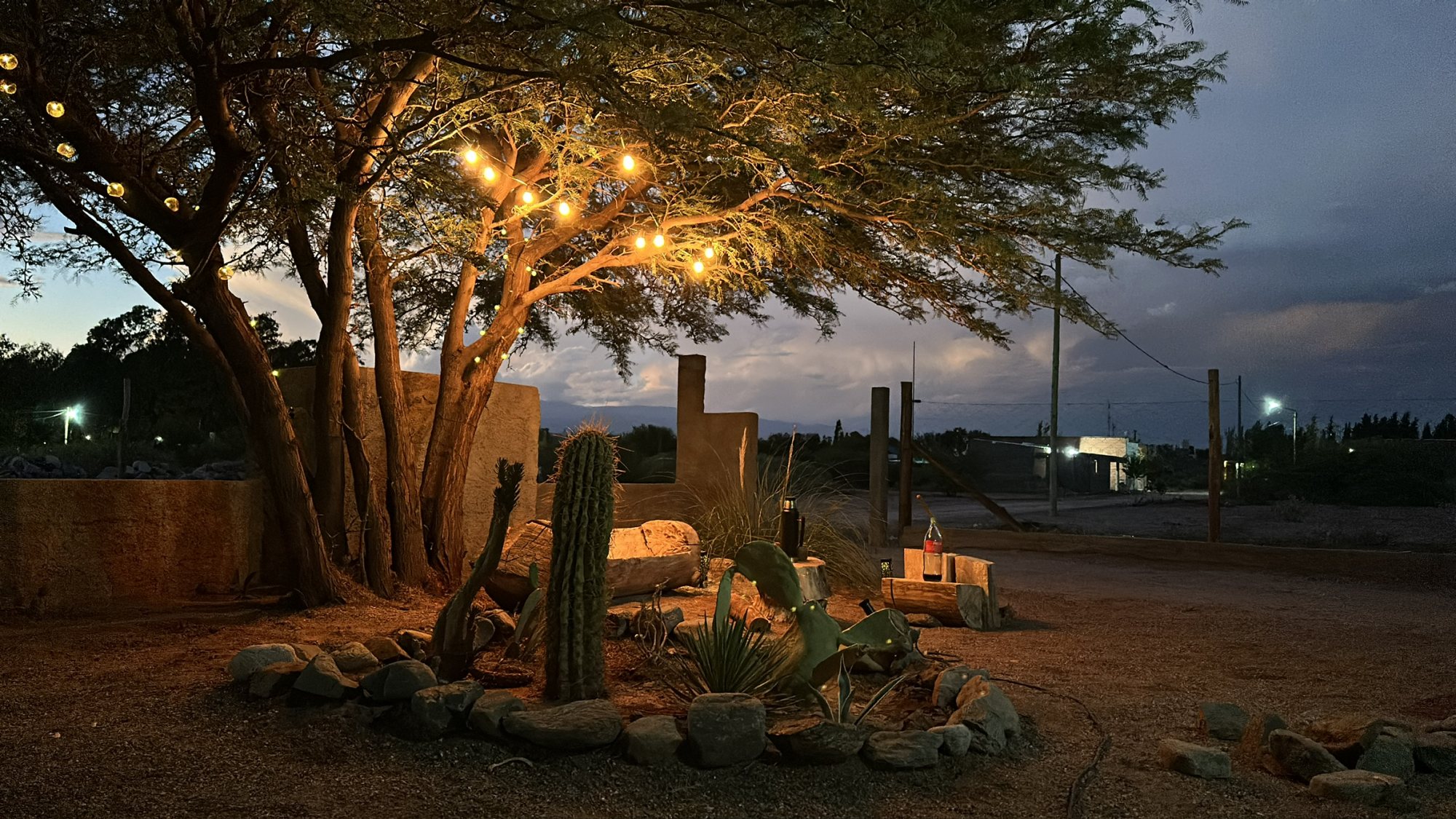 El algarrobo del patio con guirnaldas de luces al anochecer, entre cardones y piedras