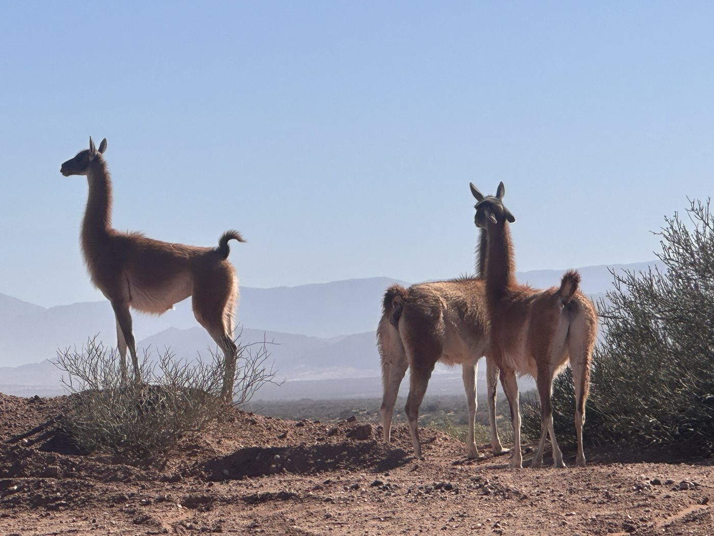 Guanacos al costado de la ruta, con los cerros de fondo
