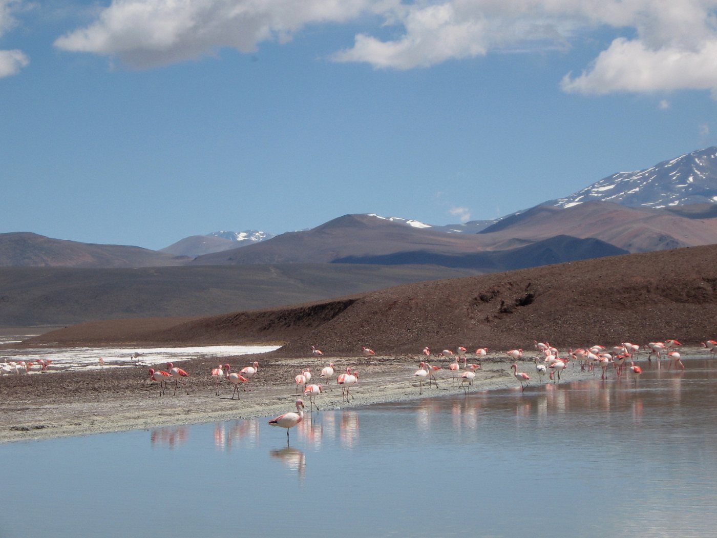 Flamencos en la orilla de la Laguna Brava, con la cordillera nevada al fondo